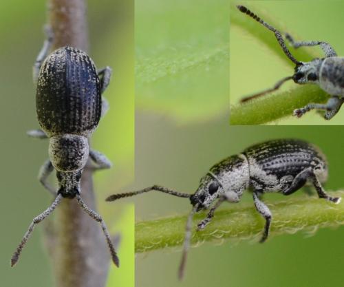 Pseudomeira sp.